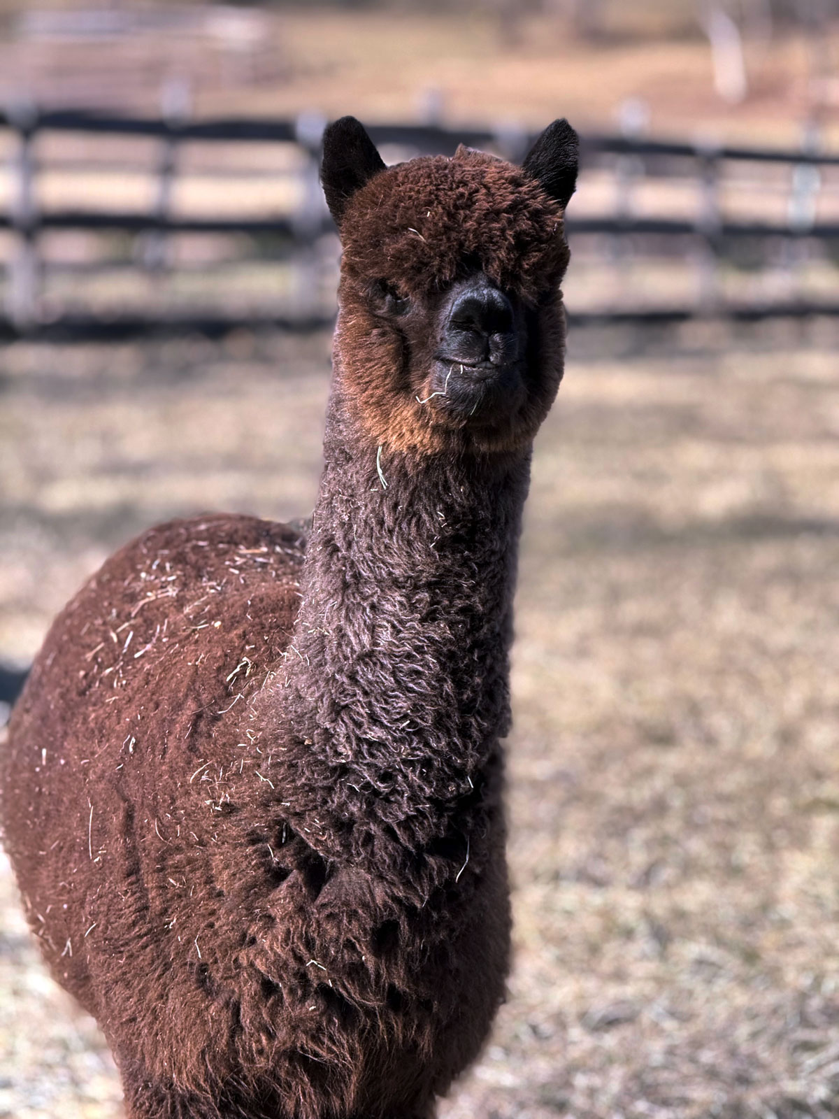 Esmerelda in the pasture at Fulcrum Farms