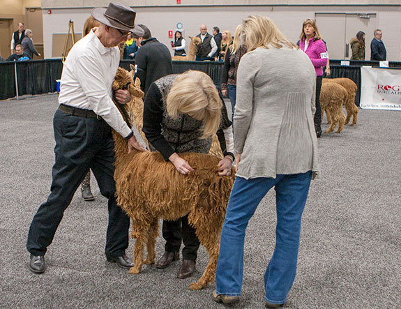 AOA National Alpaca Show AOA National Alpaca Show