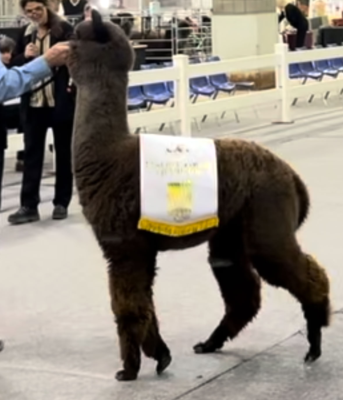 banner winning Jewel RC in the show ring