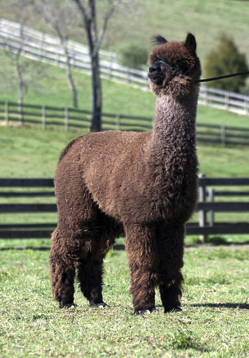 huacaya alpaca in the pasture at Fulcrum Farms
