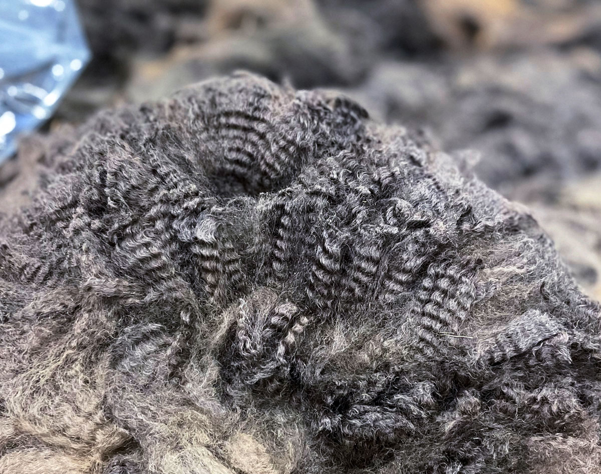 Essy's fleece at Fulcrum Farms