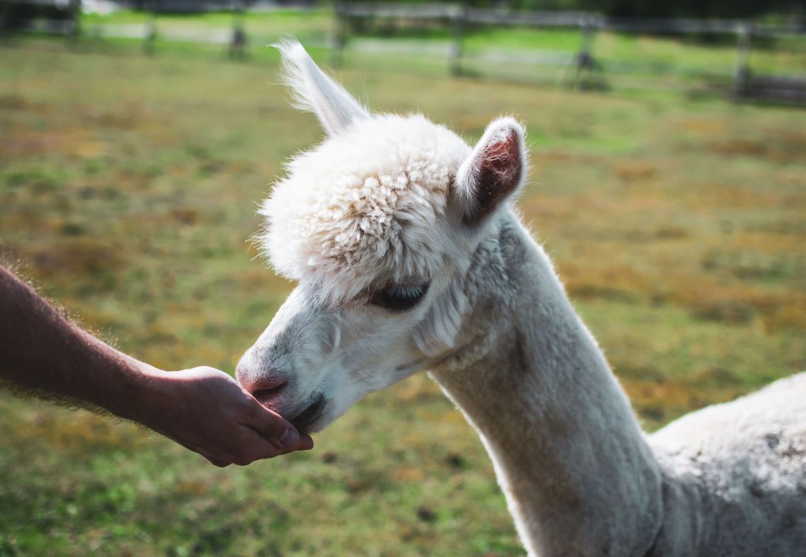 Why Travelers Are Looking for Alpaca Farms Like Yours