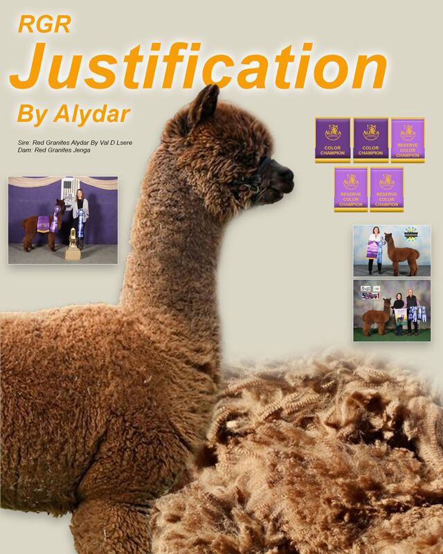 RGR Justification by Alydar at Sunny Acres Alpacas