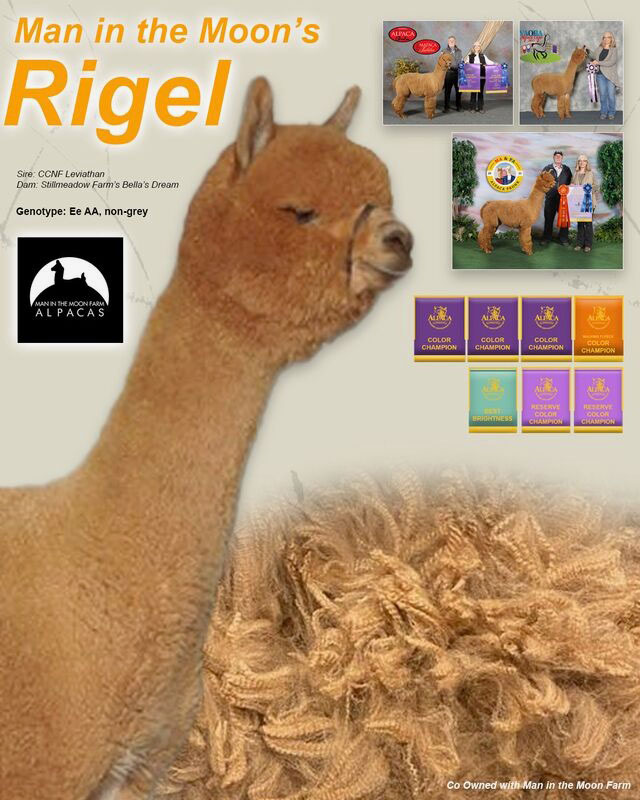 Man in the Moon's Rigel at Sunny Acres Alpacas