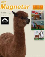 KCF Magnetar at Sunny Acres Alpacas