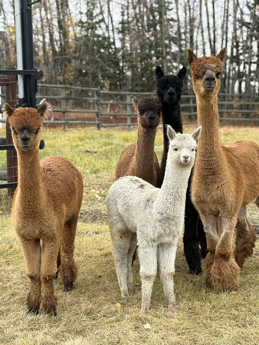 Adult — Alpacas & Friends