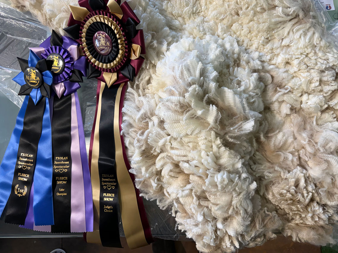 Award winning show blankets for sale