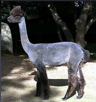 Fulcrum Farms' Sarah V
