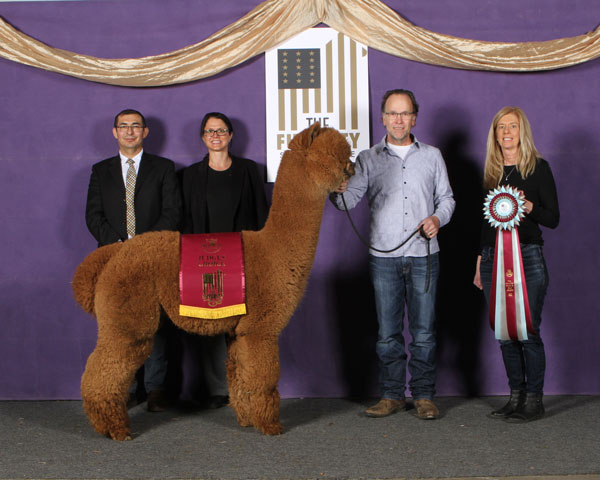 Dominant's Ricochet of Sugarland