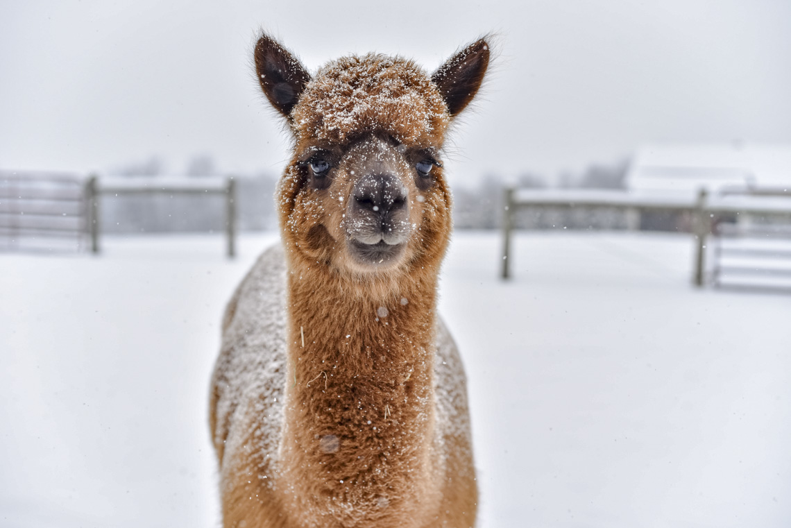 Snow Kissed