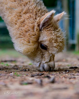 Windy Farm Alpacas Logo