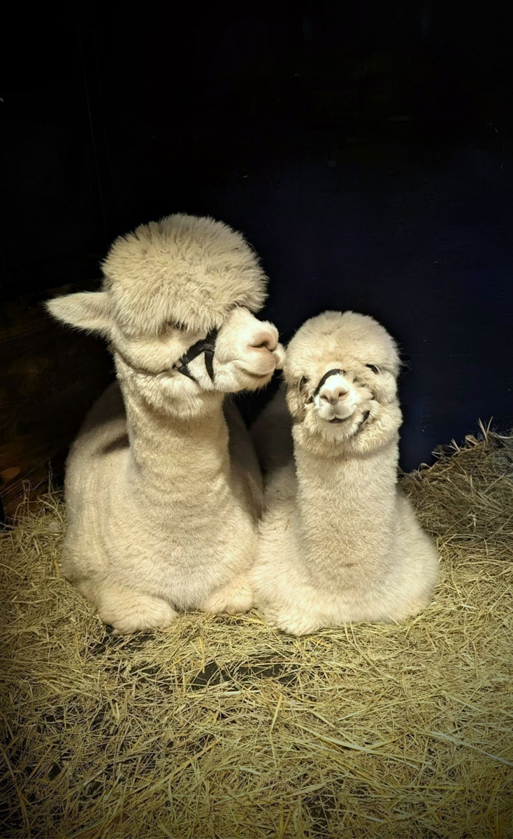 Adult — Alpacas & Friends