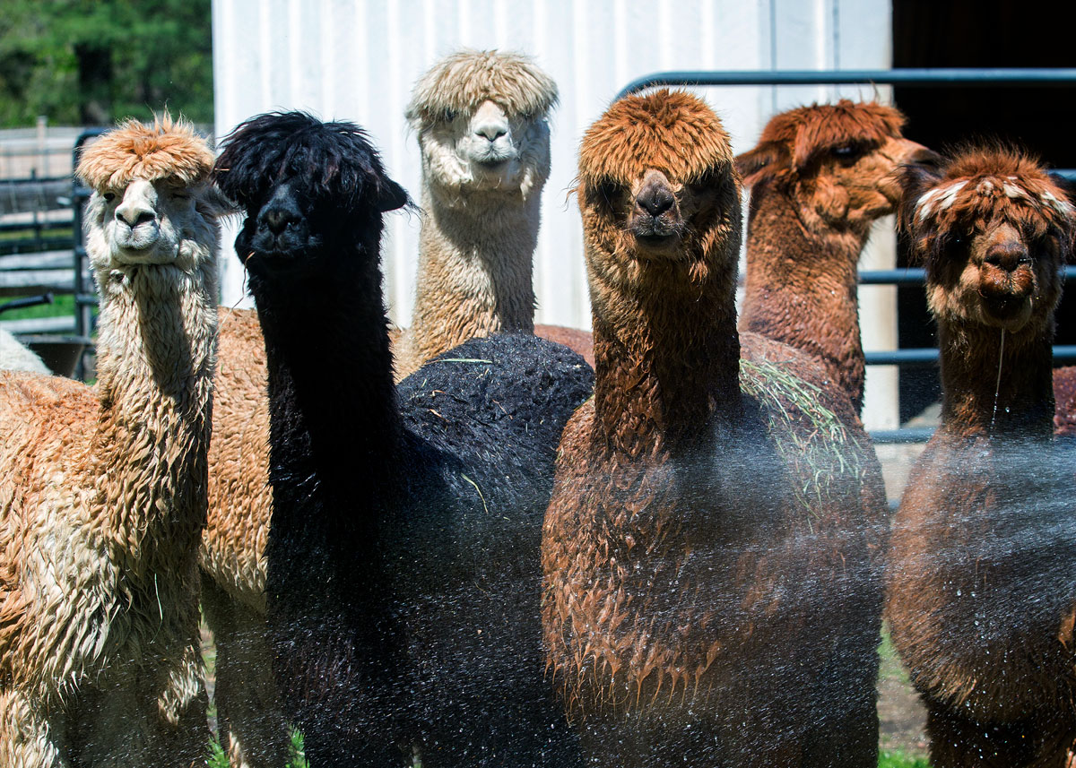 huacaya alpacas being sprayed with water