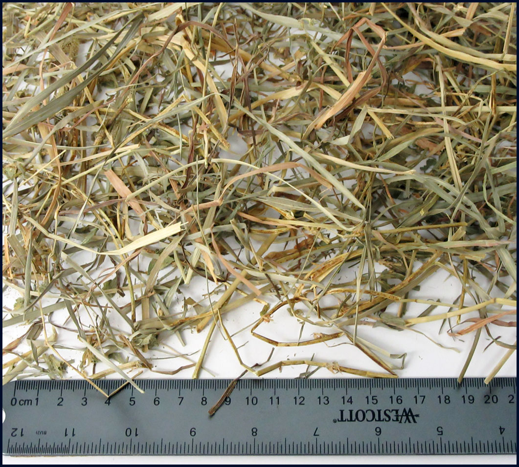 Grass hay sample A used in forage quality comparison, appearing similar to sample B but with different nutrient analysis results.