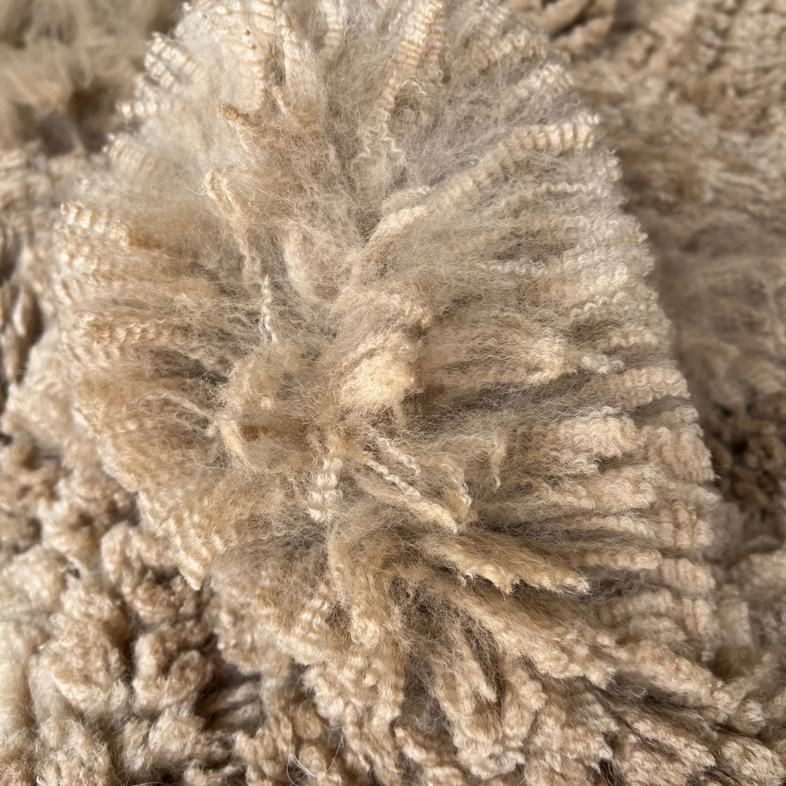 Royal Baby grade Huacaya fleece