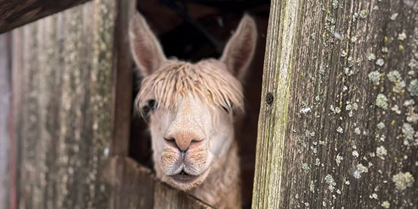 AlpacaGram 13.27