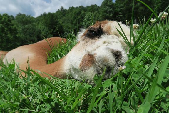 2017 First Place in Adult Alpaca Close-ups