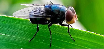 picture of New World Screwworm, a parasitic fly, on plant leaf