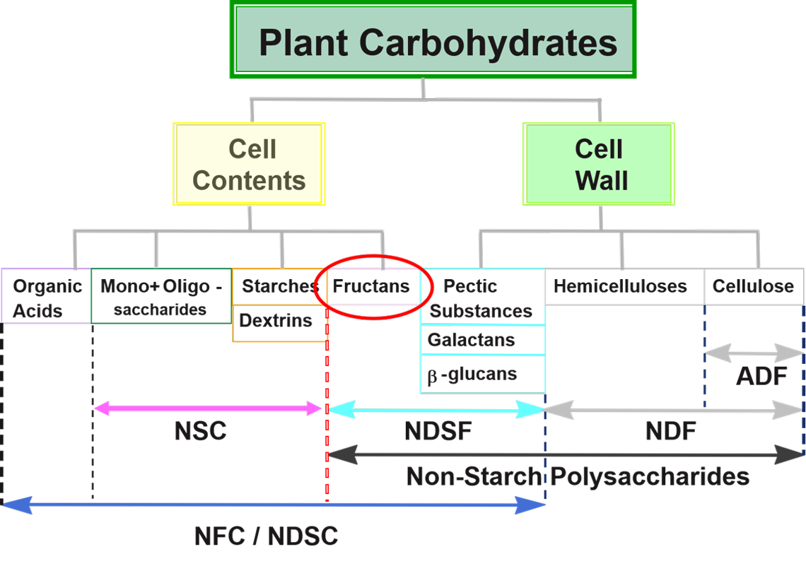 Diagram of carbohydrate fractionation in plant tissues showing fiber and nonfiber components.