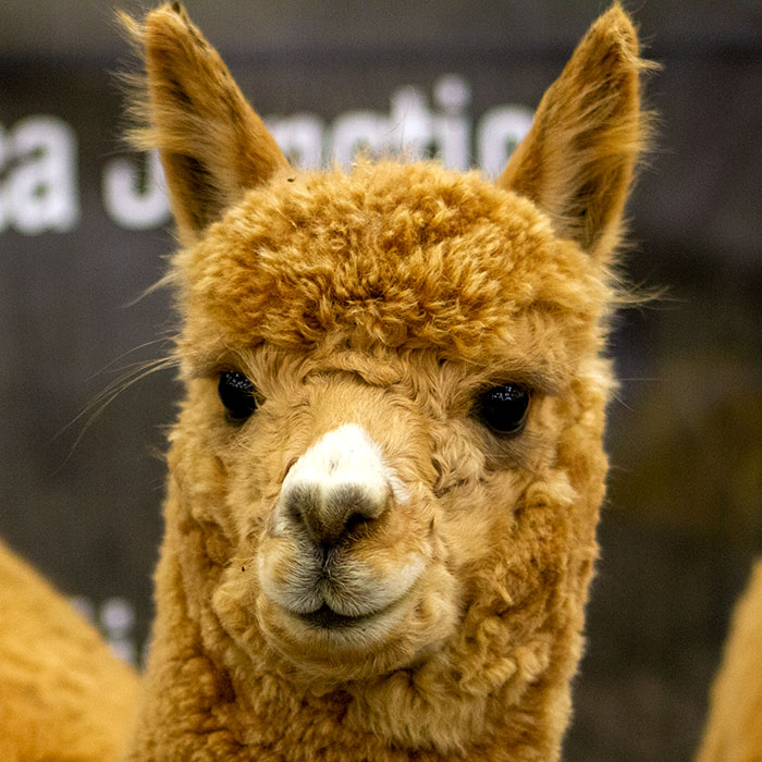 huacaya alpaca at a show