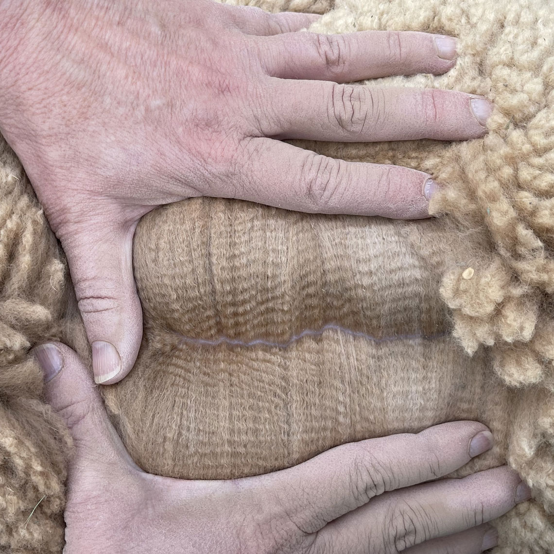 Champion fleece bright, fine and dense