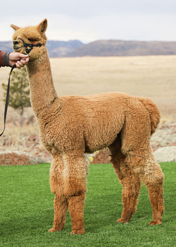 Red Granites All Gone