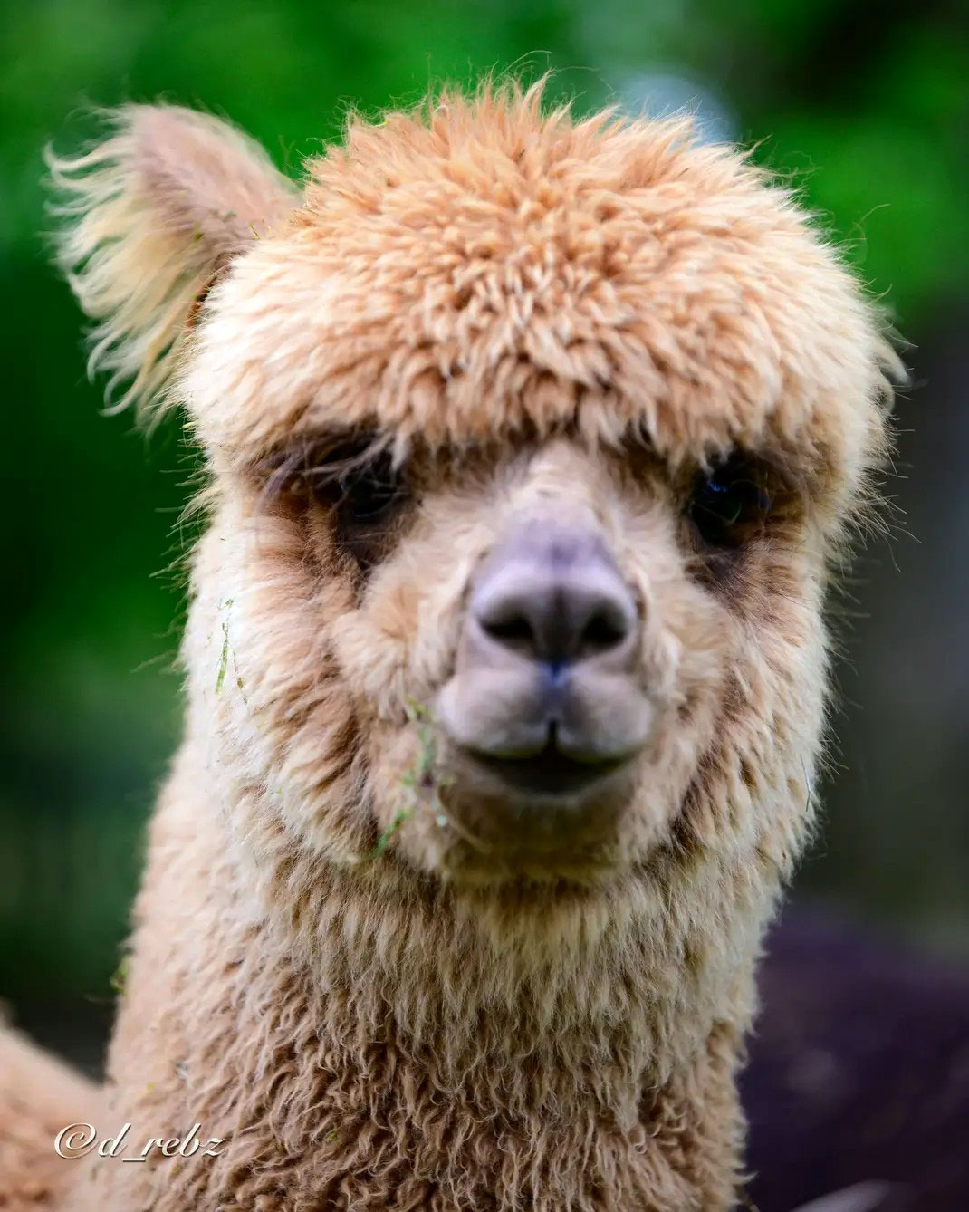 Windy Farm Alpacas Logo