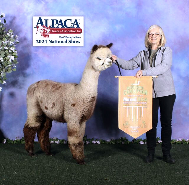 National Champion from Sunny Acres Alpacas