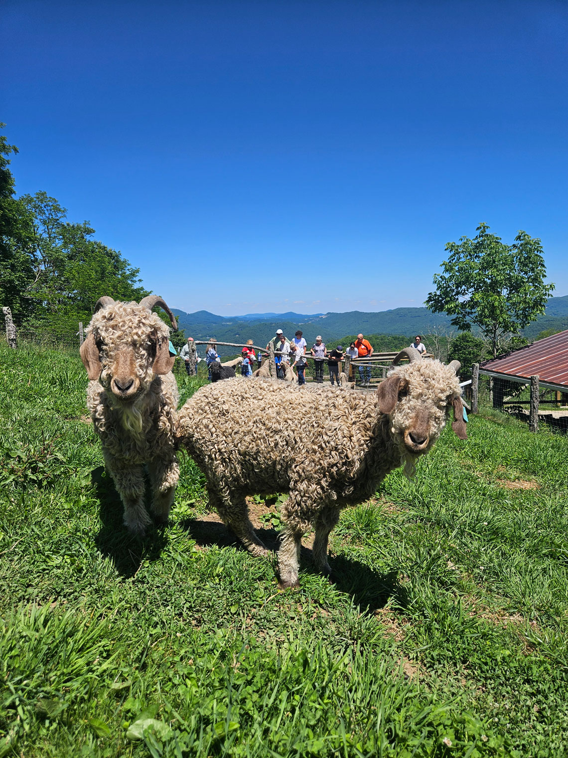 two angora goats stand in a sunny field looking towards the camera, with a group of people in the background feeding other goats. Mountains are in the distance