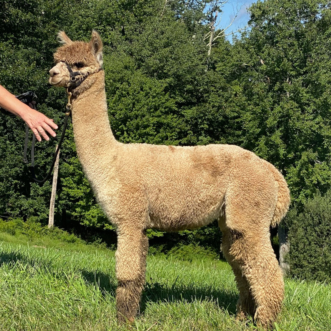 alpaca様 Alpaca Marketplace Listing