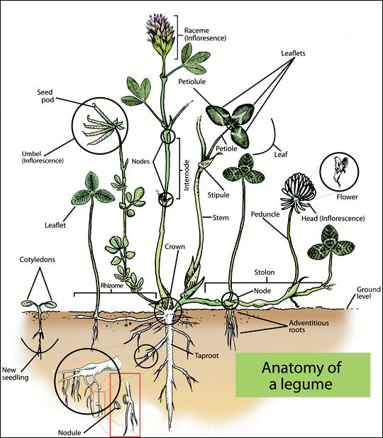 anatomy of a legume illustration
