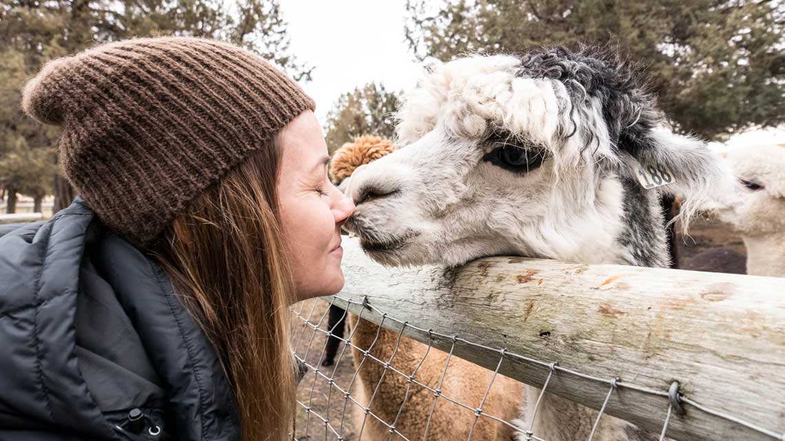 Classy, our Alpaca greeter giving our guest a kiss!